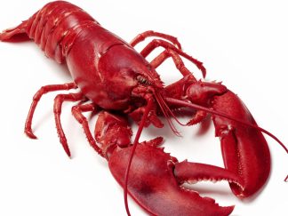 HOMARD CUITS SOUS GLACE 300G